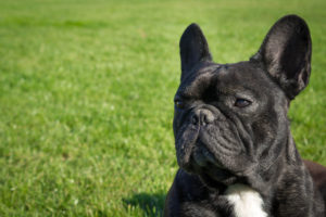Male french bulldog is sitting on the green grass with serious look. Space on left side.