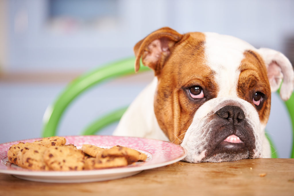 What Foods Should Dogs Not Eat?